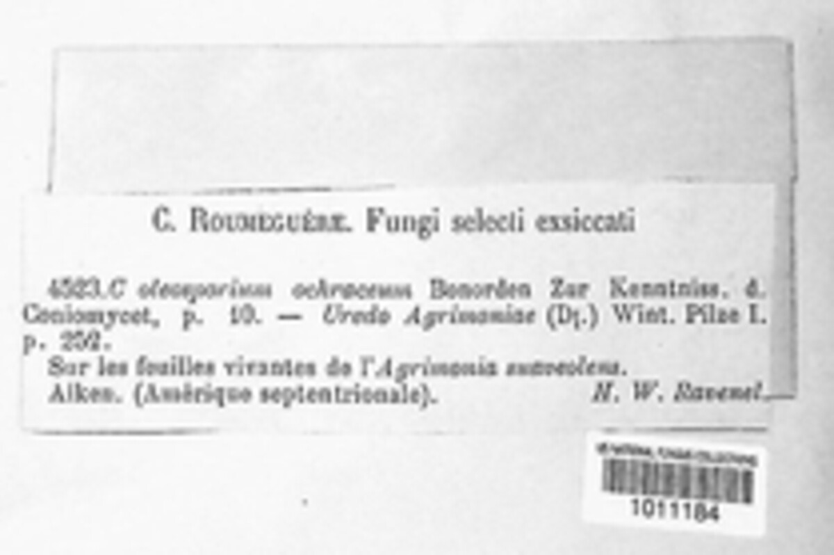 Quasipucciniastrum ochraceum image